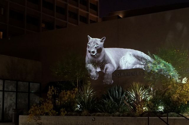 The Animal Land installation using video projections to generate synthetic animals.
