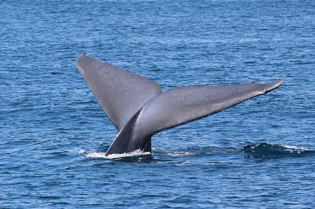A dolphin tail seen above water.