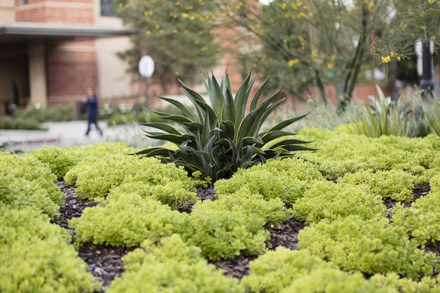 Landscaping around Luskin Conference Center.