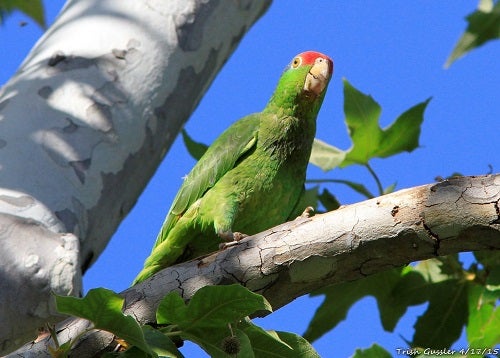 A red-crowned parrot on the roof of an apartment building in Southern California