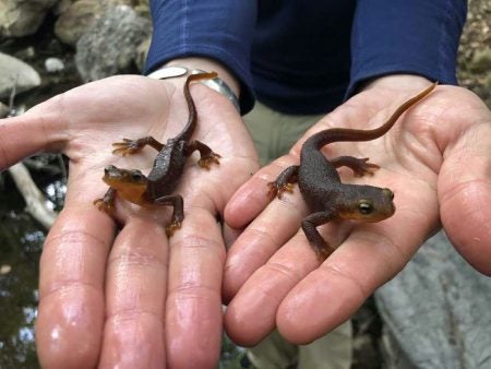 newts resting on someone's hand
