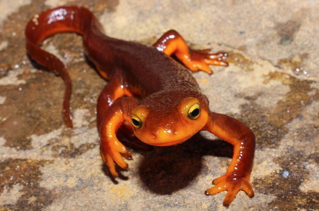 A photo of the California newt — Taricha torosa.