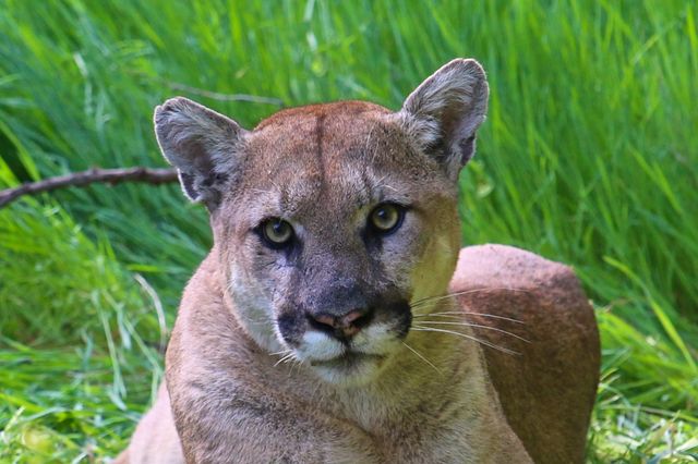 A mountain lion in Creek-side woodlands.