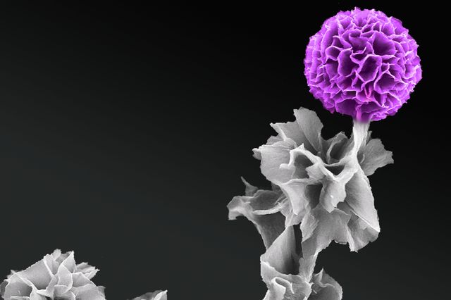 10.02.15_ScientistsGrowOrganicSemiconductorCrystals.jpg