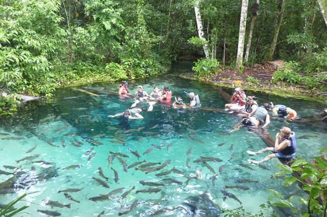 Tourists in Brazil interact with fish in a tributary of the Cuiabá River.