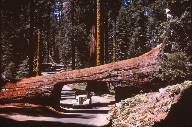 Photo of a fallen tree over a road with an under pass so cars may go under.