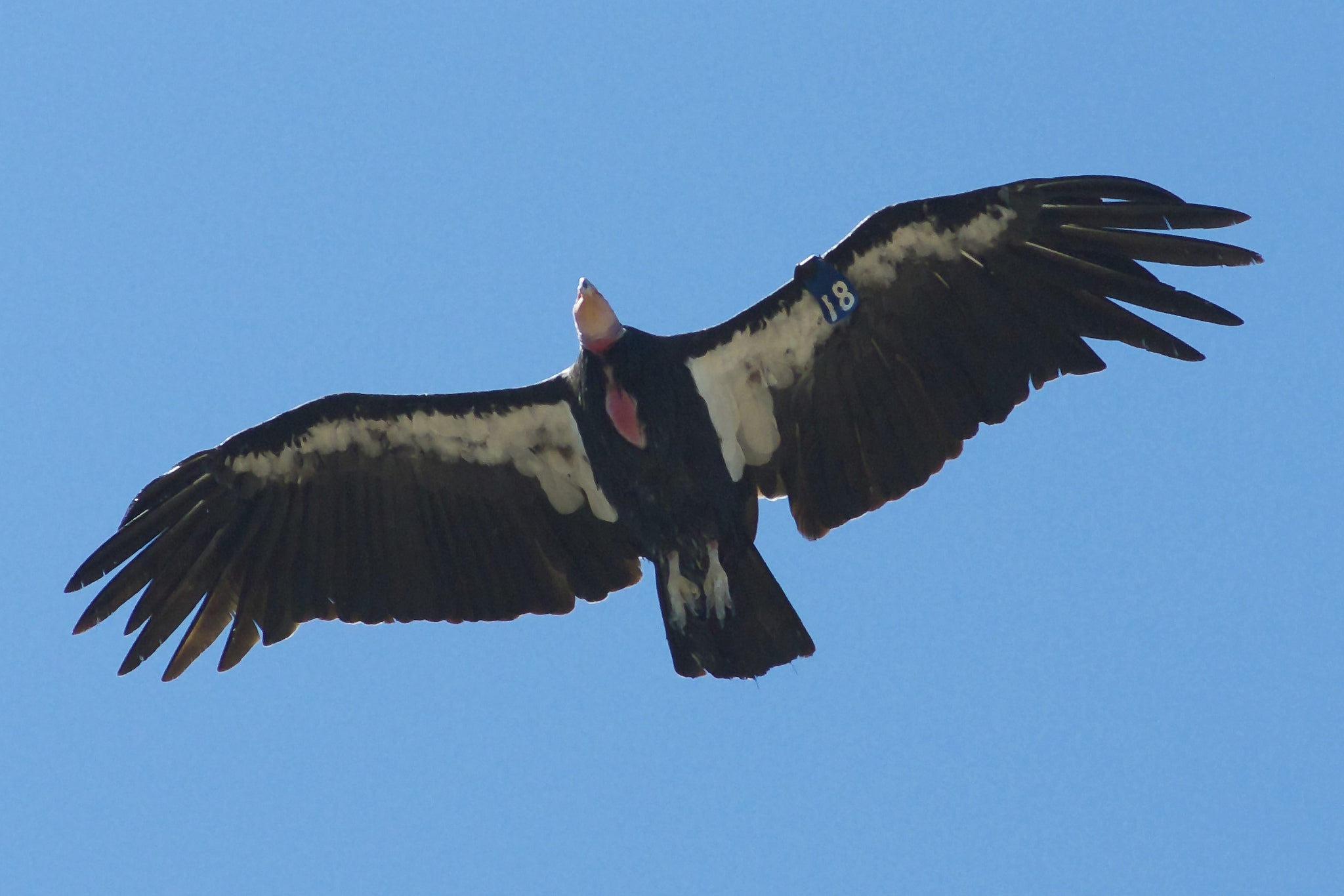 A photo of a bird in the sky.
