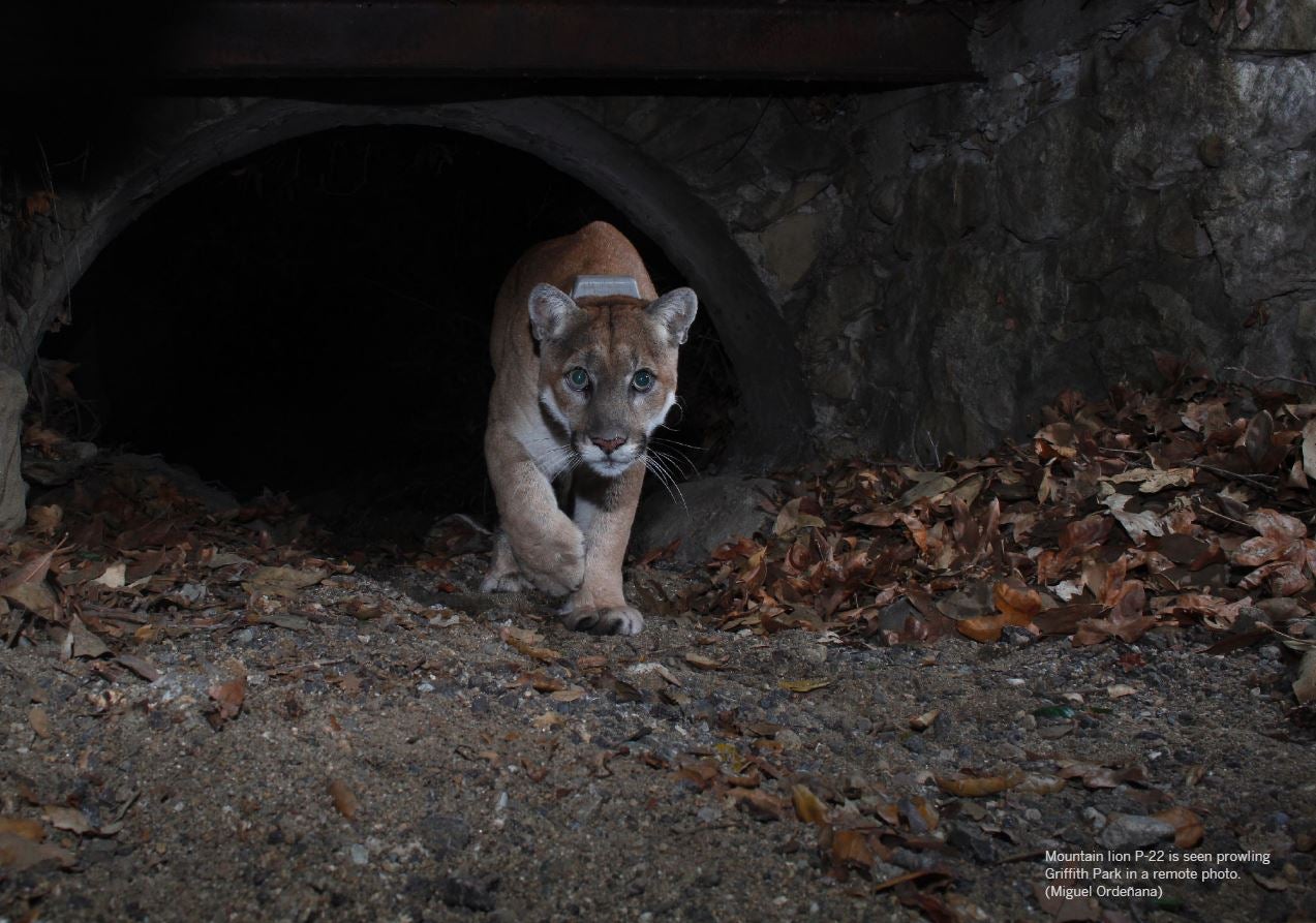 Mountain lion P-22 is seen prowling Griffith Park