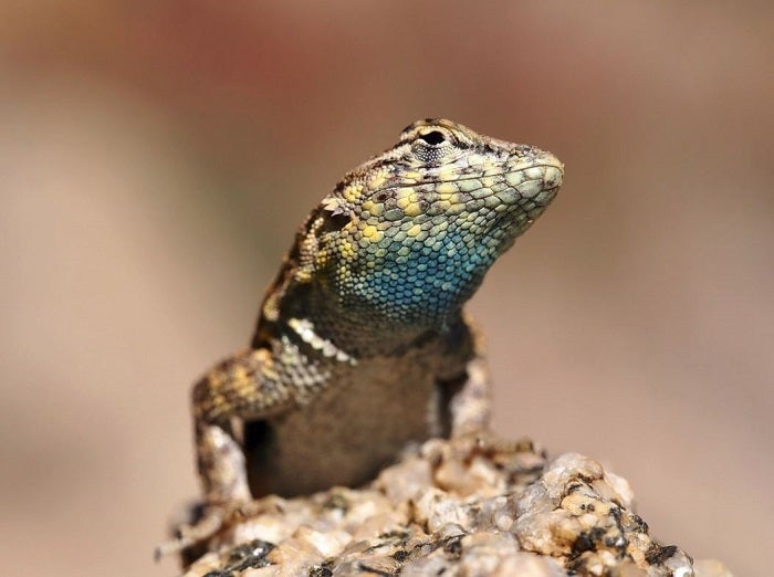 Side-blotched lizard.