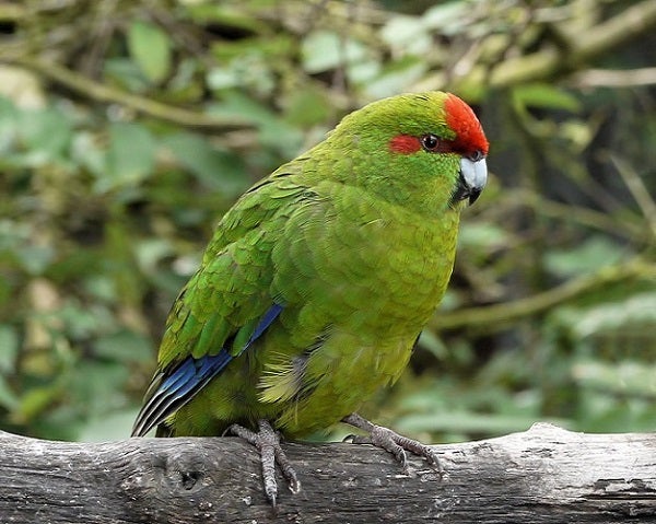 Red-crowned parrots, which are thriving in Los Angeles, are endangered in their native habitat in eastern Mexico.