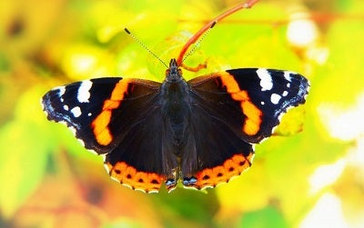 photo of a black and orange butterfly