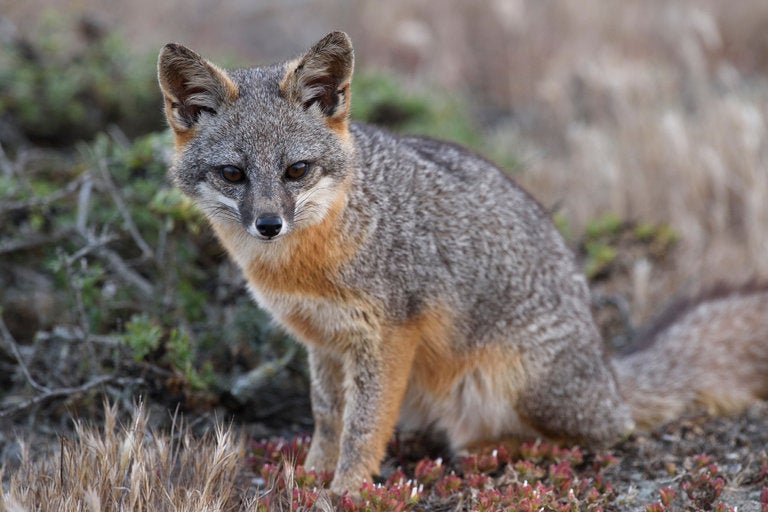 An island fox. 