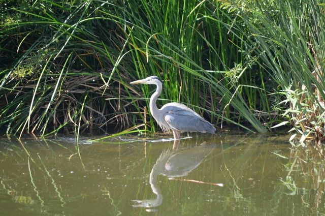 A great blue heron in the L.A. River.