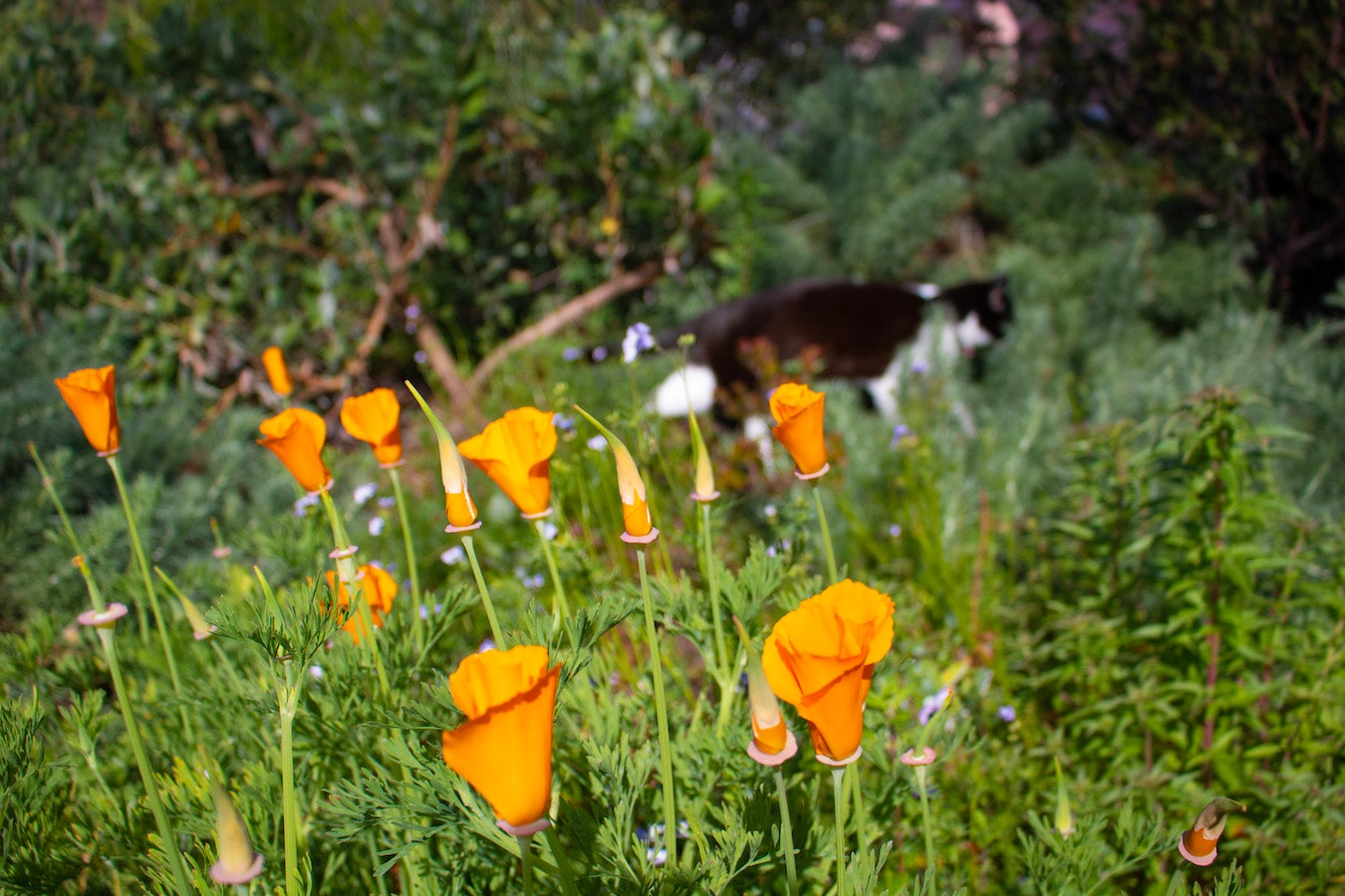 California poppies with cat