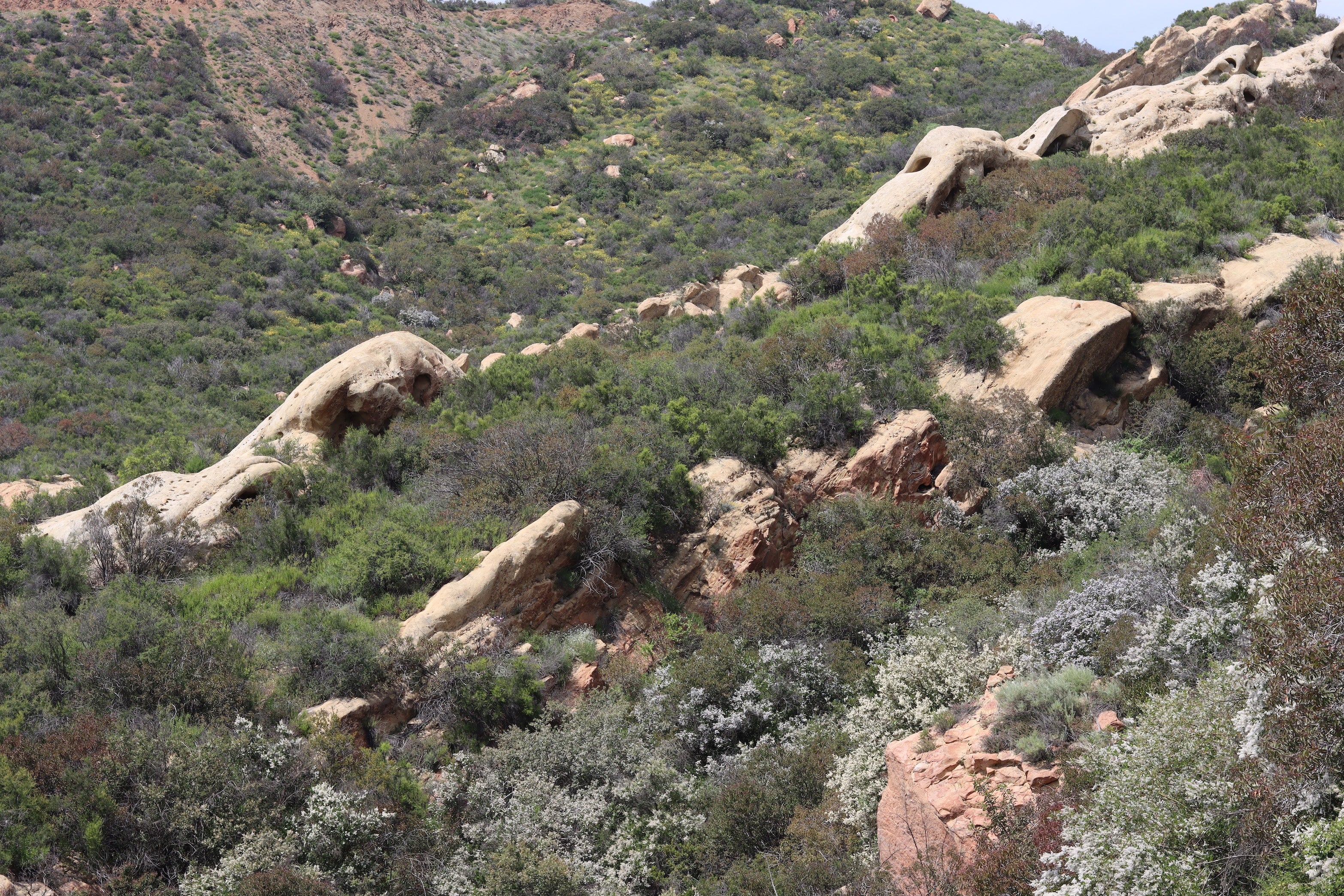 A mountainside covered in green chaparral. 