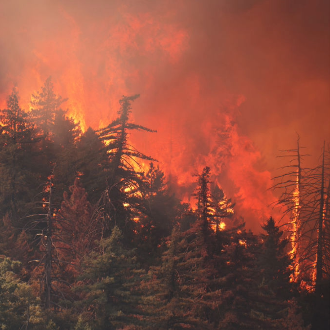 A fire burning among the trees in a forest on a mountain.