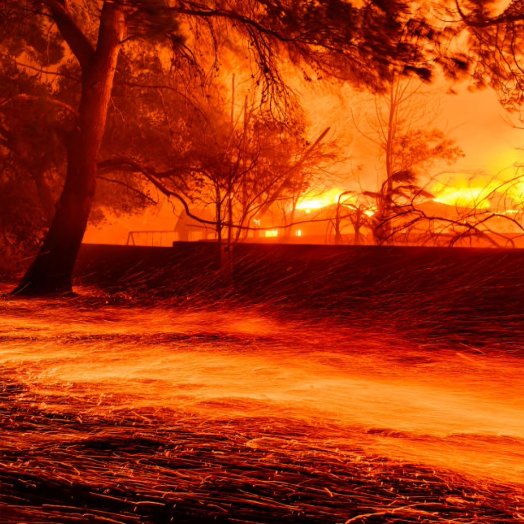 A fire burning near a tree.