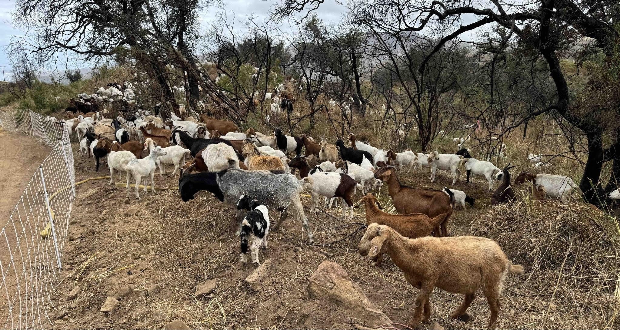 Goats grazing