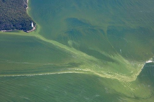 Harmful algal bloom