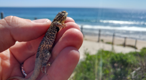 Side-blotched lizard