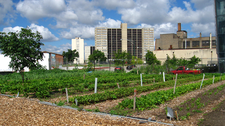 Urban farm
