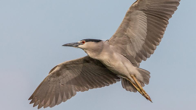 A Heron Flying