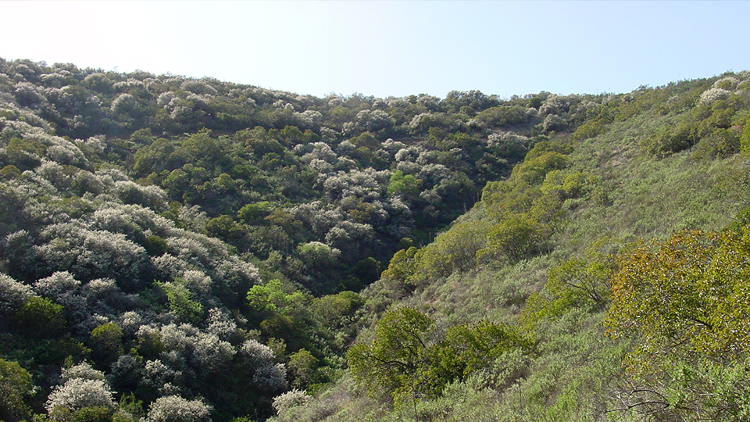 Landscape with shrubs