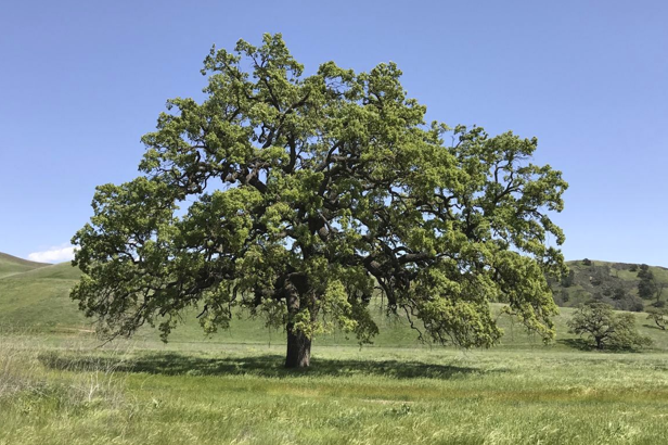 The valley oak, the largest oak in California.