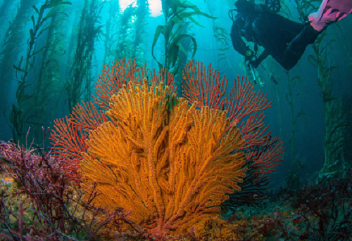 A diver underwater near a big orange coral