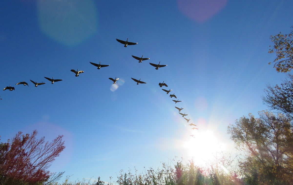 flock of birds in a v formation