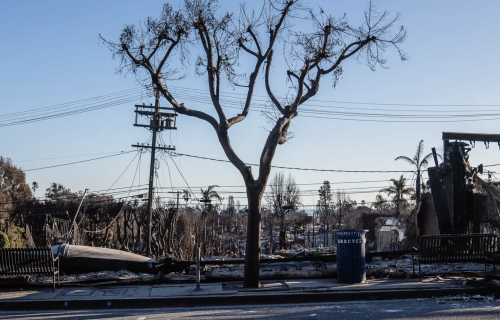 A burned tree with burned out rubble behind it.