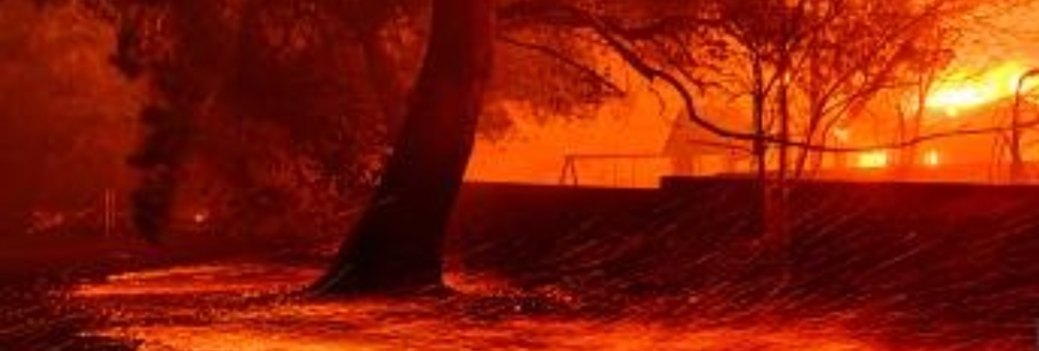 A fire burning near a tree.