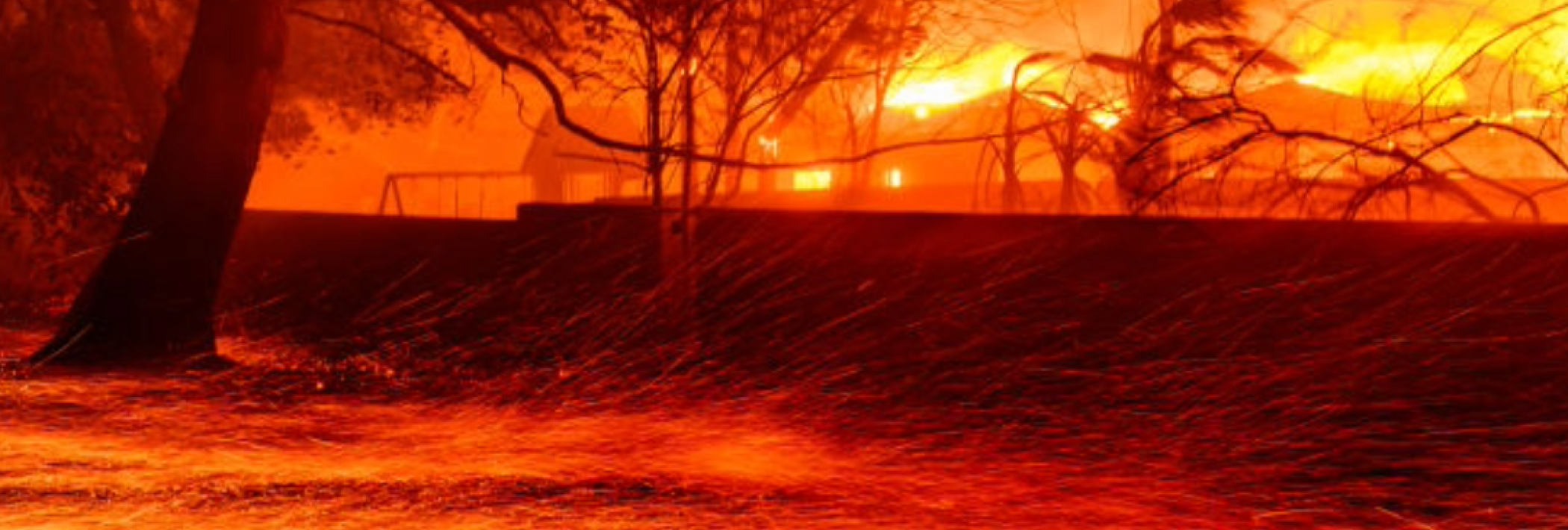 A fire burning near a tree.