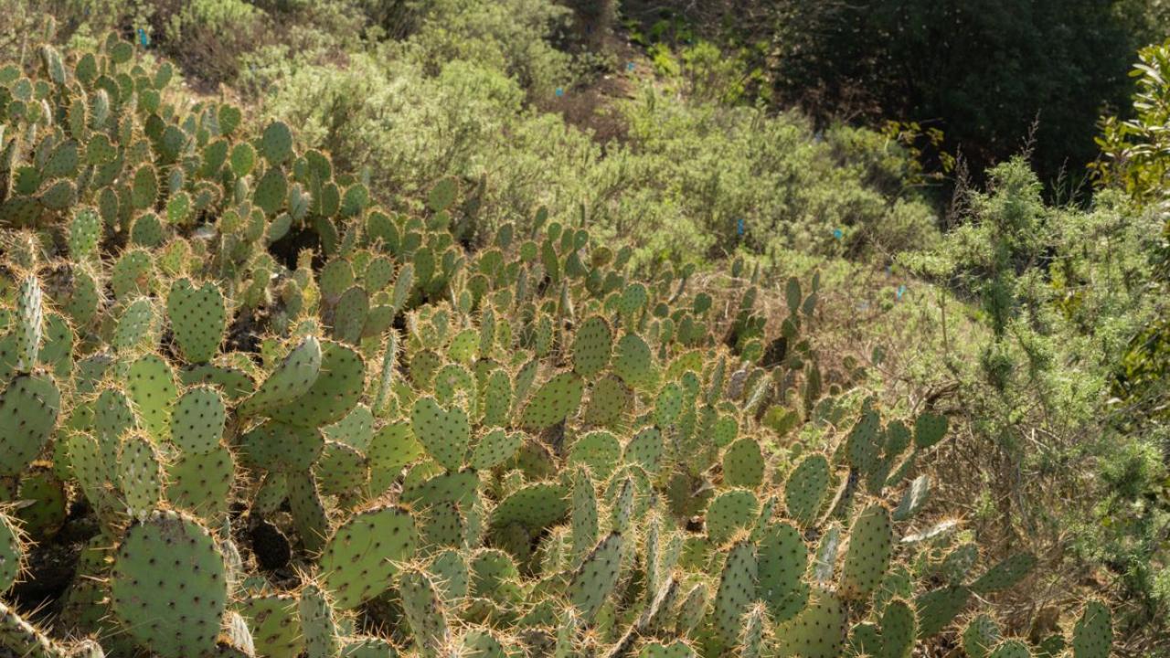 Native succulents on Sage Hill