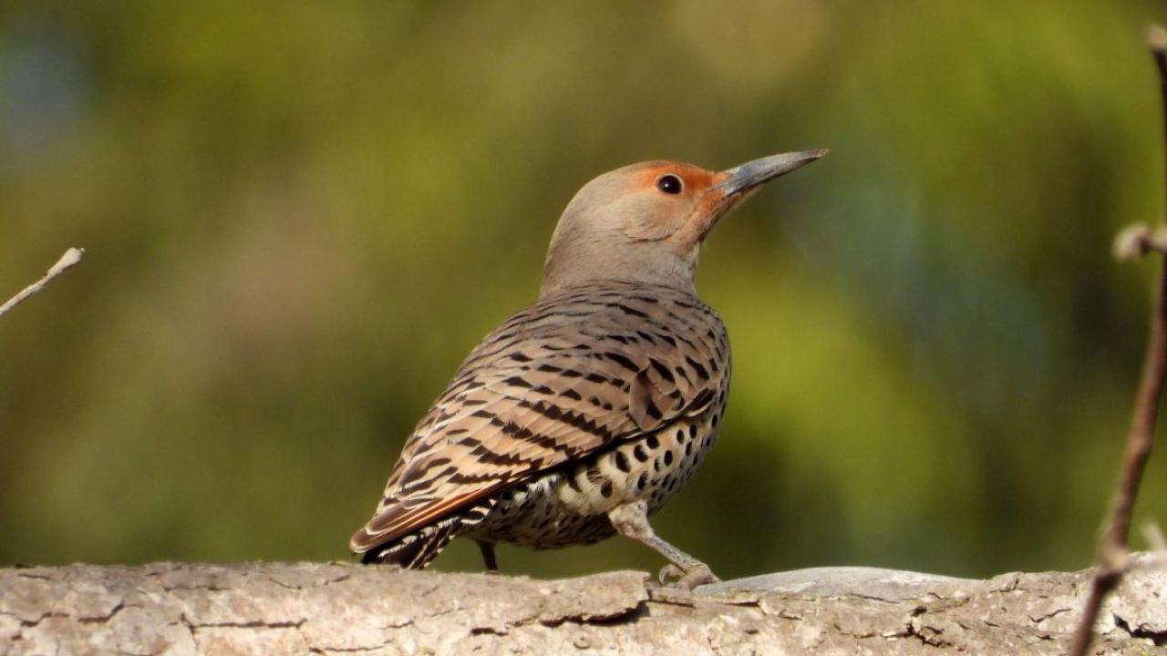 Bird