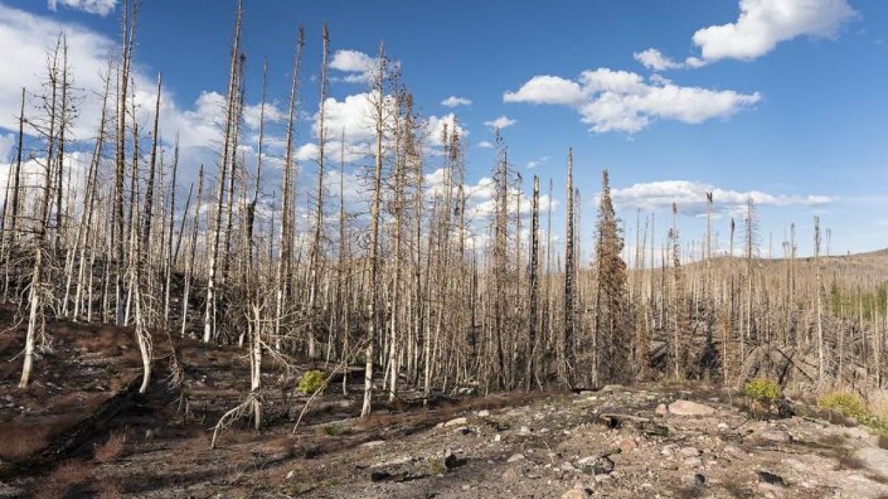 burned trees