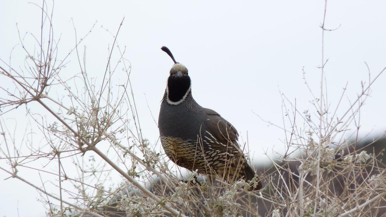 California quail