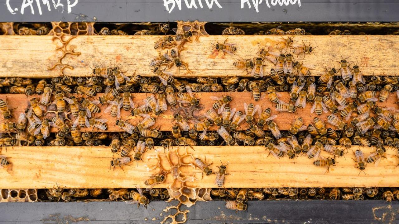 UCLA bee hive