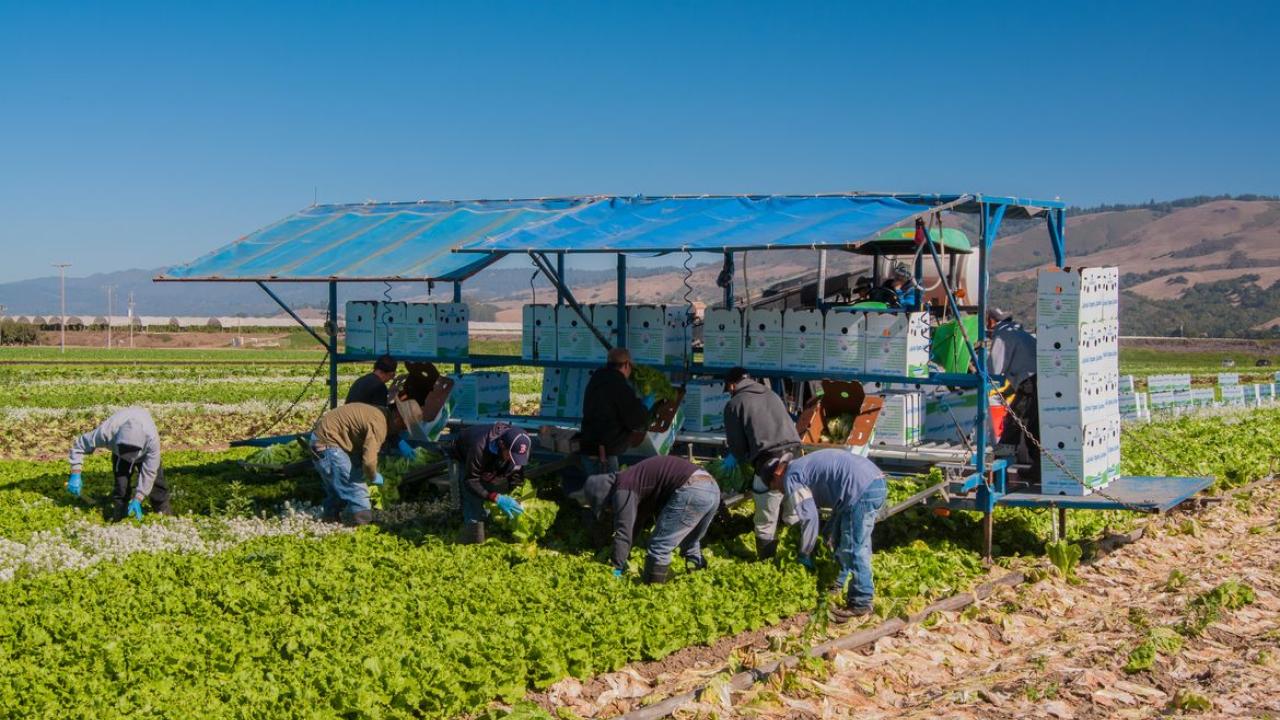 Farm workers and shade structure 