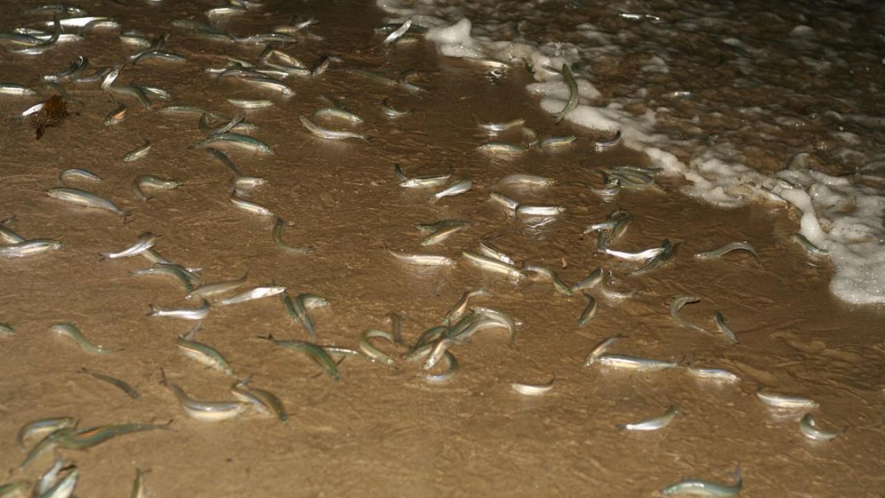 Grunions on beach at night