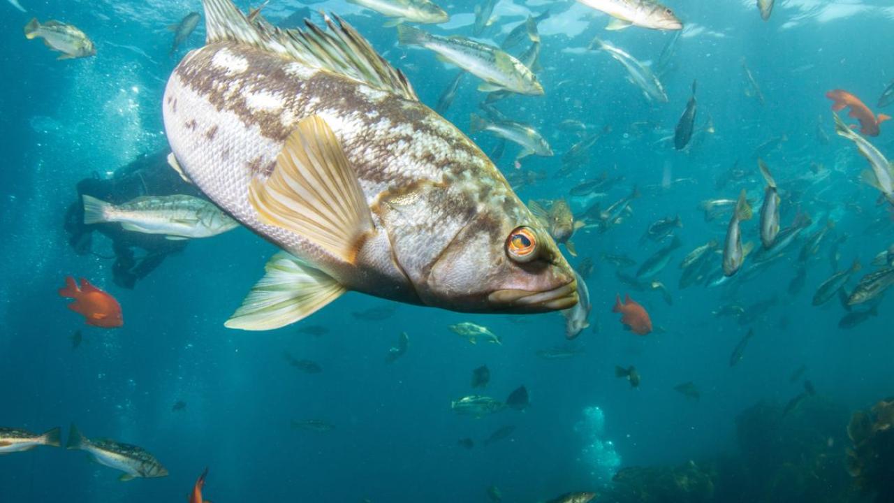 Fish in Ocean