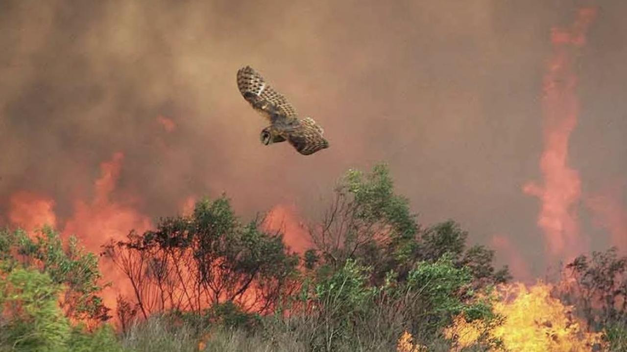 Owl escaping fire