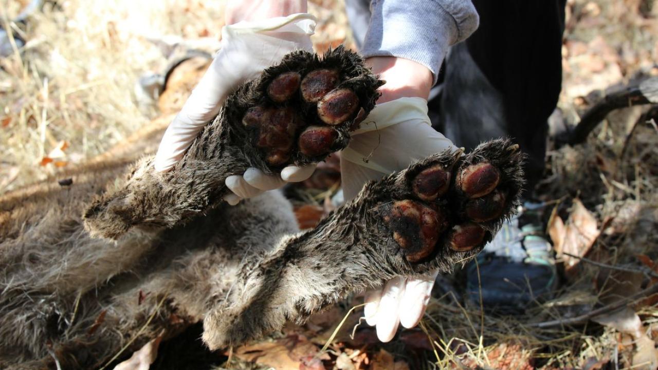 Burnt cougar paws