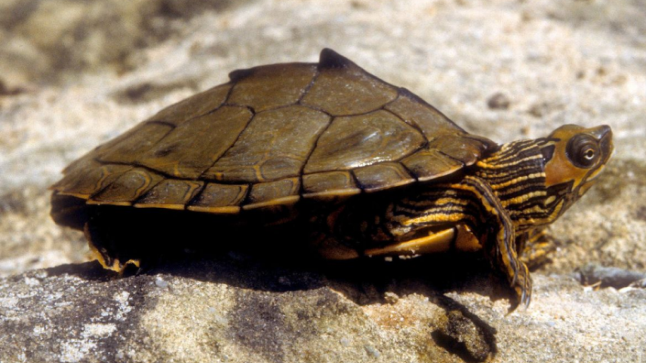 Turtle
