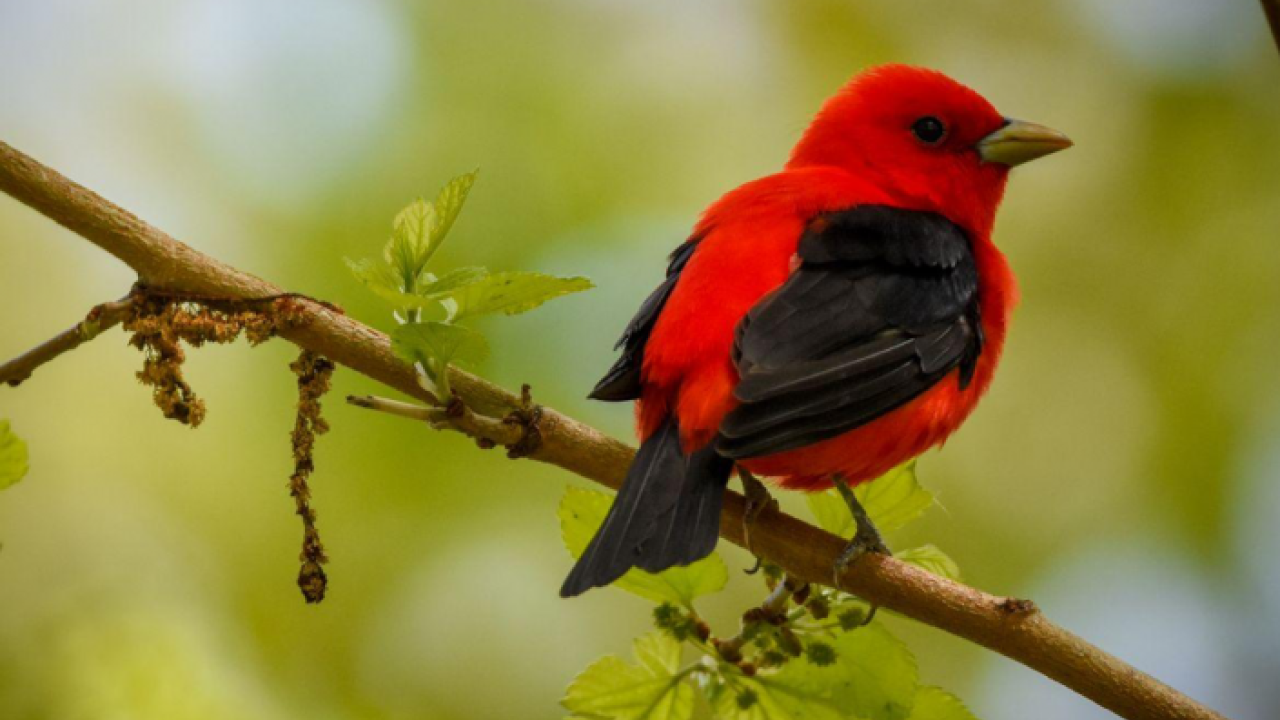 Red bird on branch