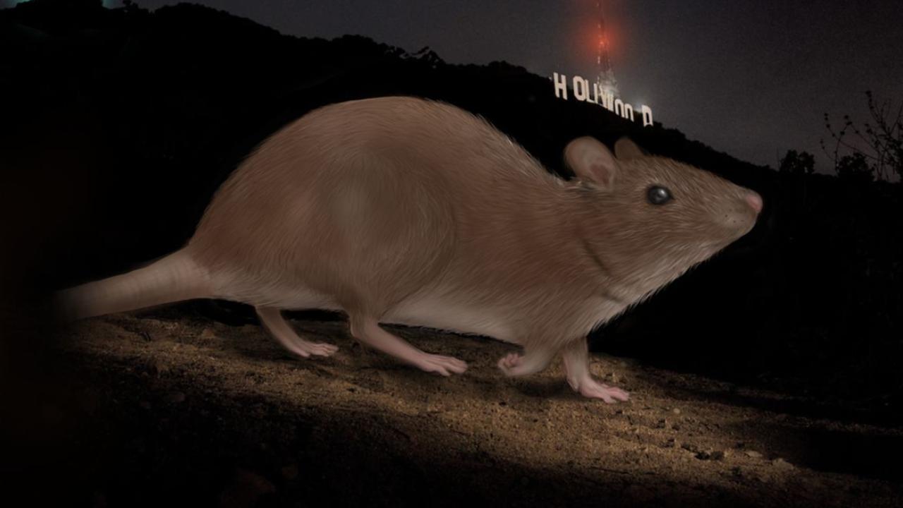 Rat at Hollywood Sign