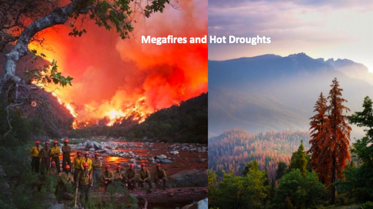 On left, wildfire; on right, drying trees