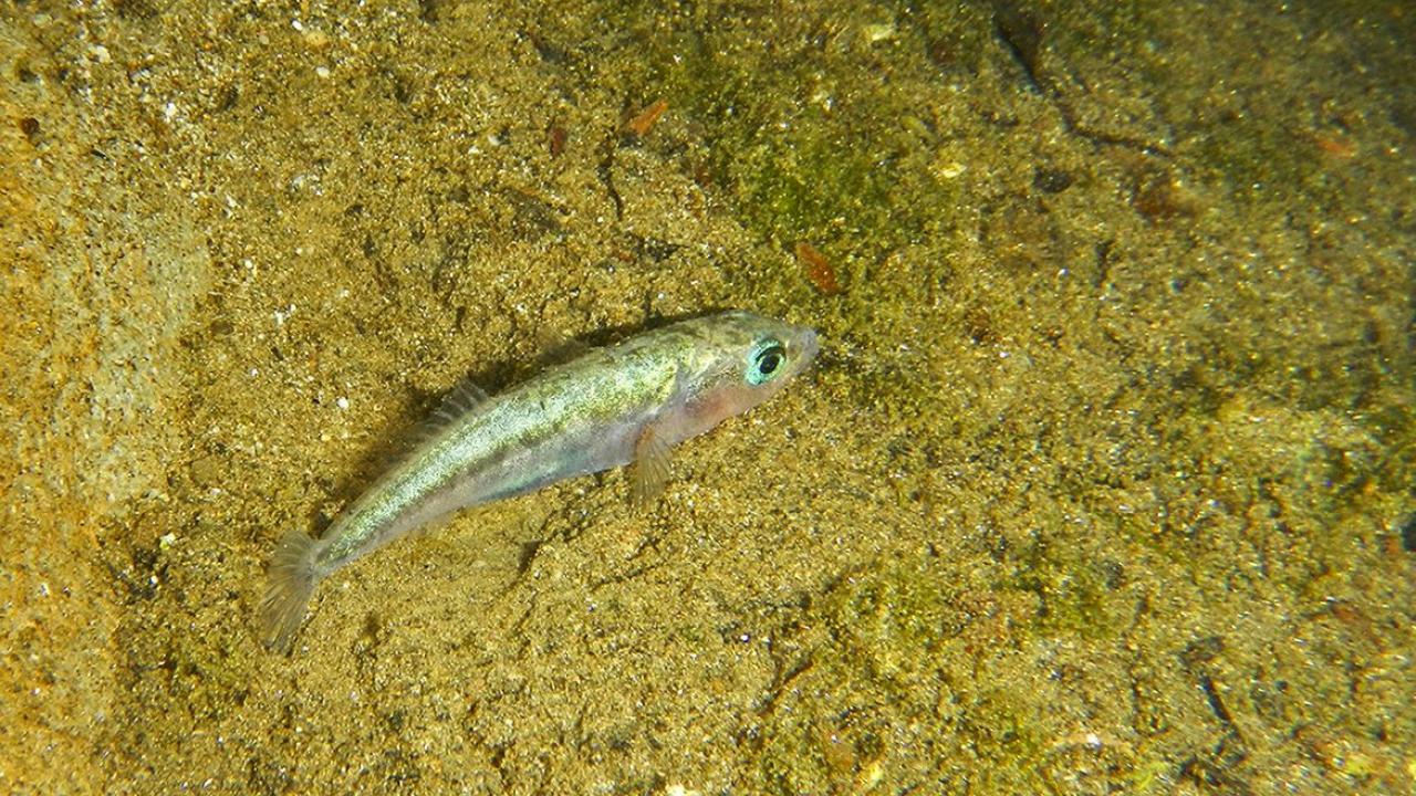fish