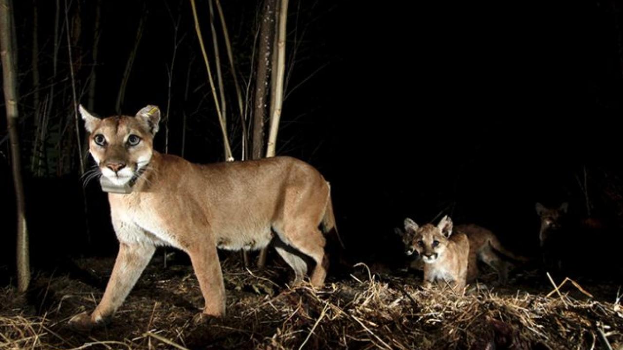 Mountain Lions