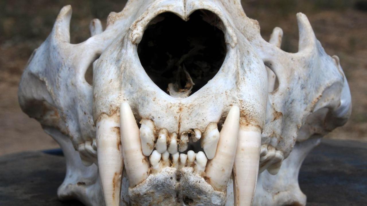 Lion or leopard skull